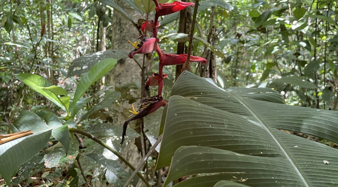 Flora y fauna, Cahuita